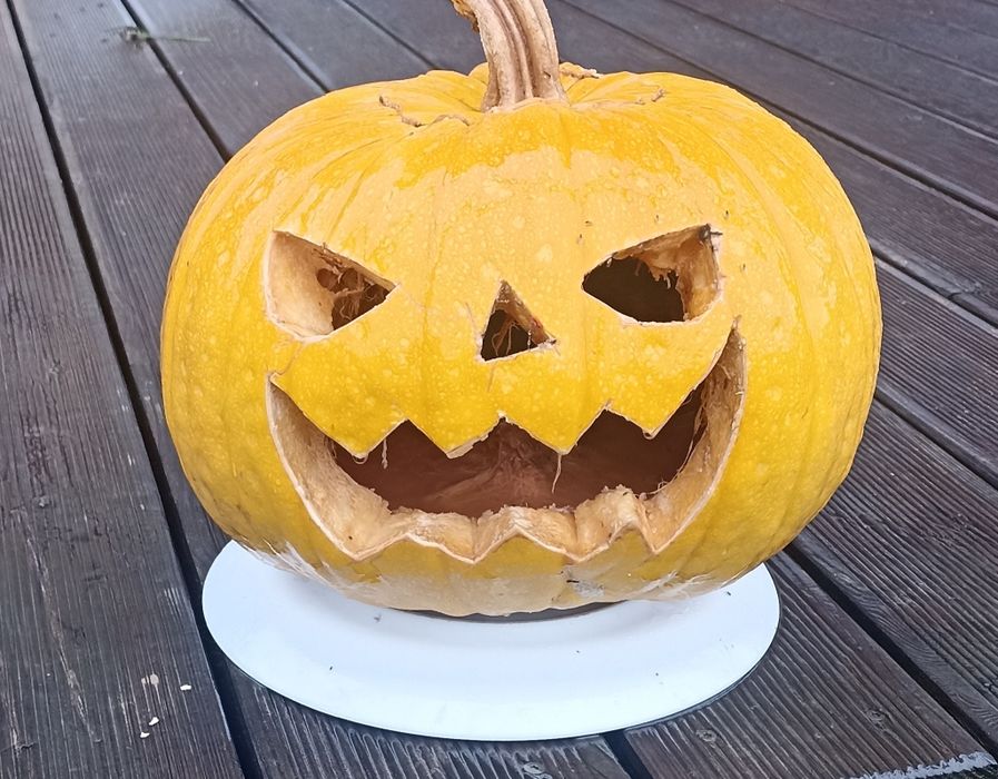 Dynie pastewne i na ozdobe Halloween