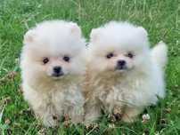 Szpic miniaturowy Pomeranian ZKwP ZKwP.