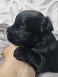 ZAREZERWOWANA. Yorkshire Terrier, Black, czarna, suka