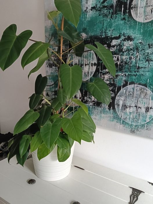 Planta natural trepadeira com 1.10m de altura