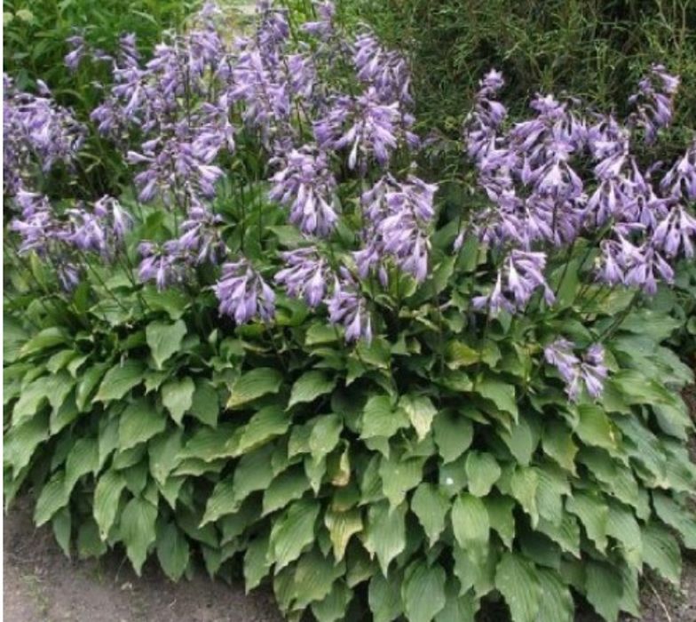 Папоротник Хоста Канаркова трава