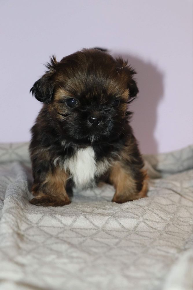 Śliczny piesek shih tzu! Gen BLUE!