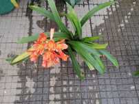 Clivias em vaso com ou sem flor