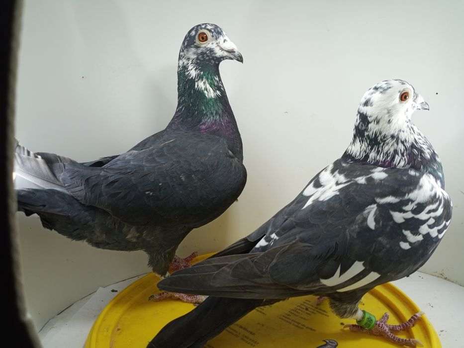 Gołębie pocztowe tygrysy