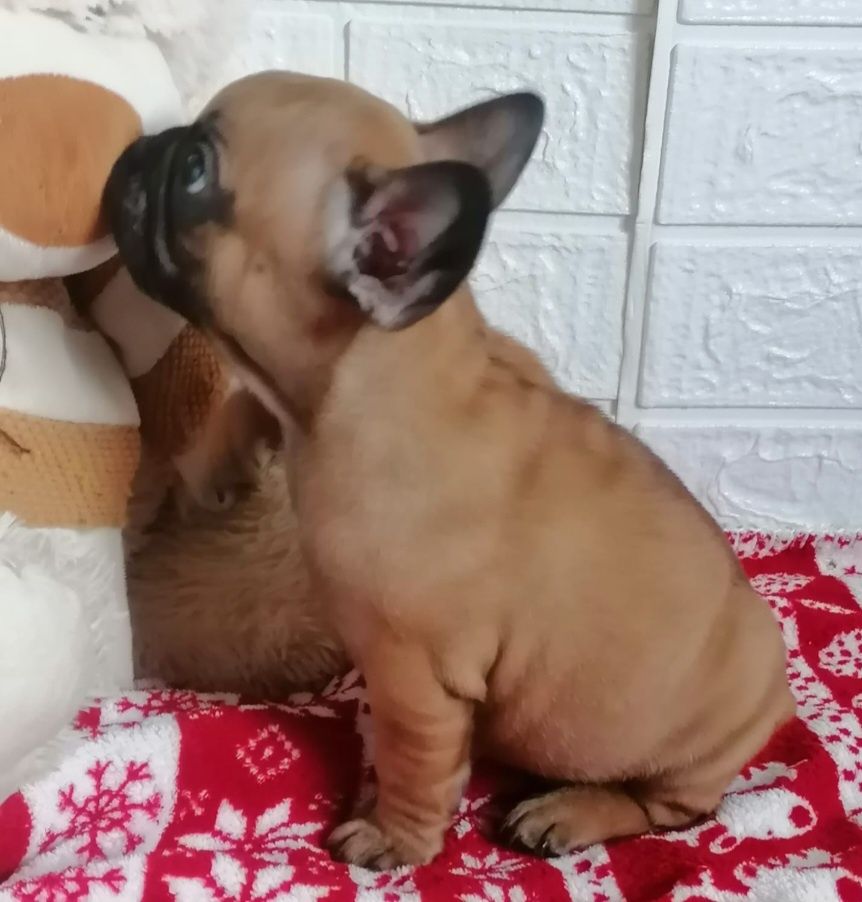 Bulldog FRANCÊS Menina  em de qualidade TOP