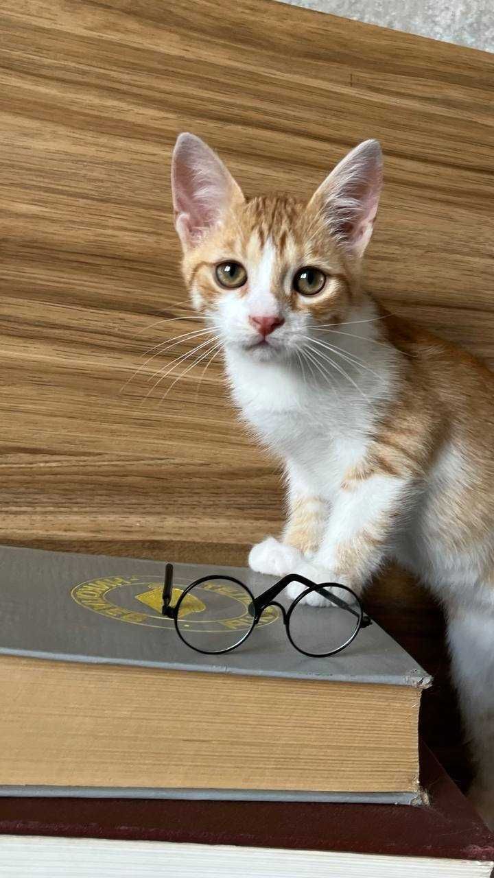 Котенок Пикачу ищет дом