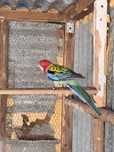 Rosela (Platycercus eximius)