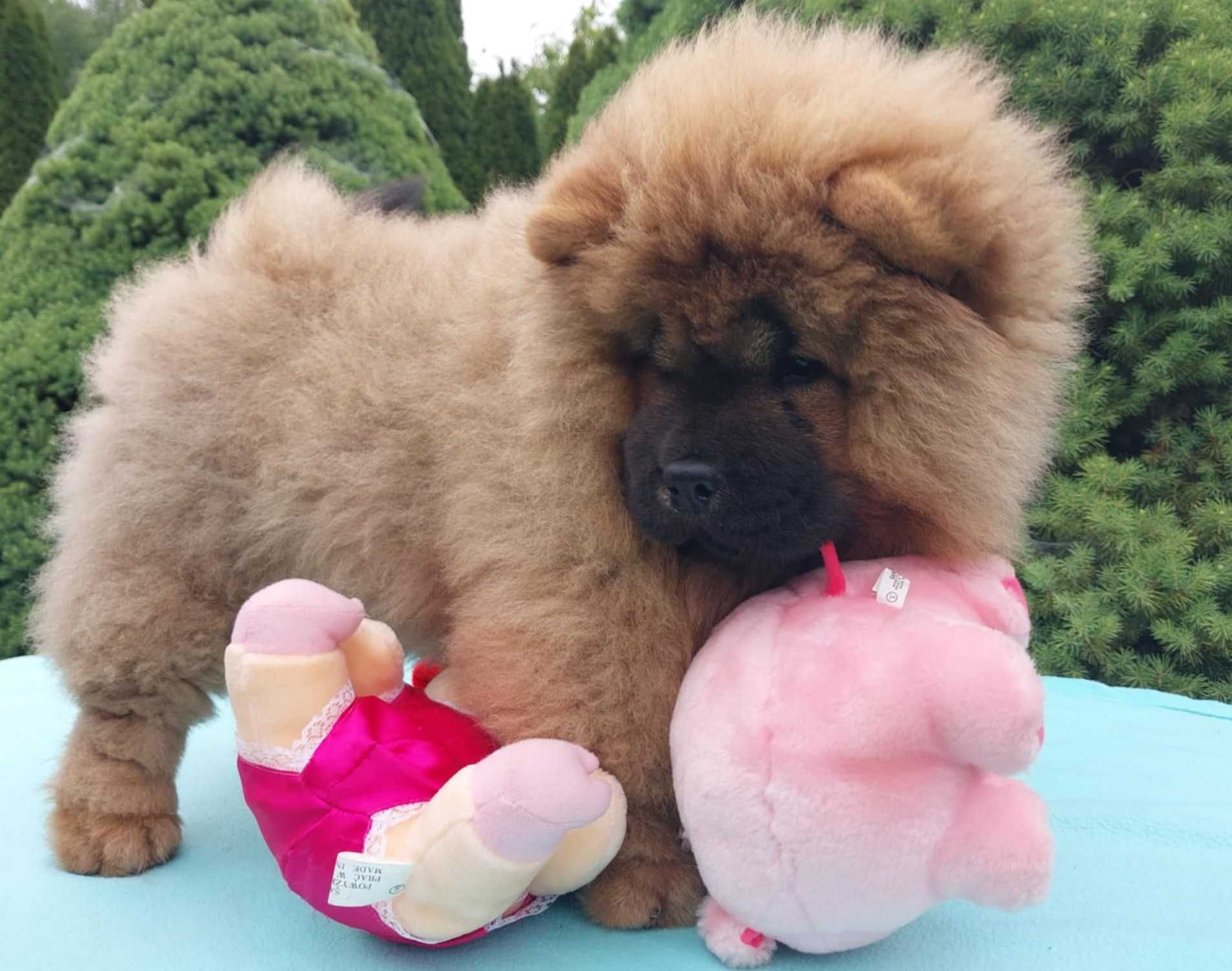Chow chow ruda suczka ZKwP FCI