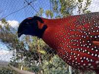 Faisão Tragopan Satyr