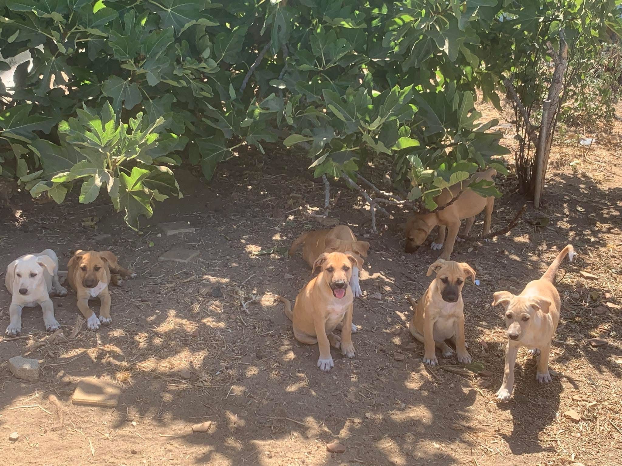 Cães bebés para adoção responsável