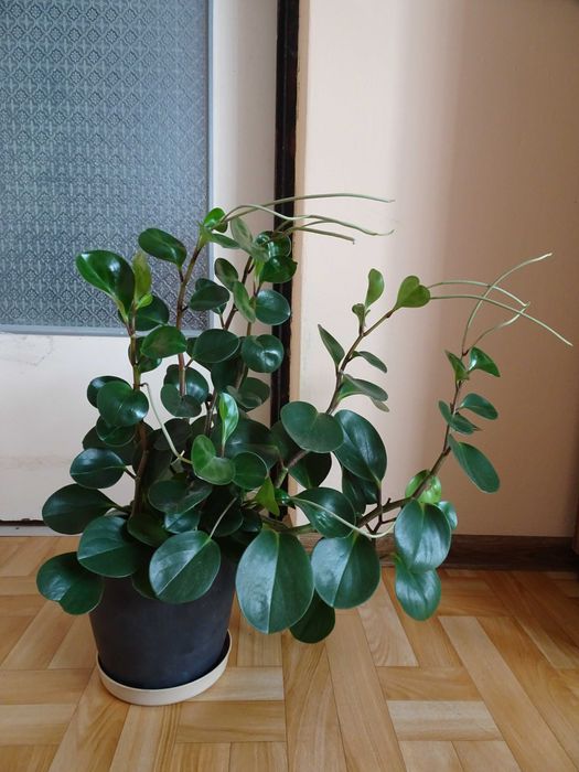 Peperomia  w  doniczce