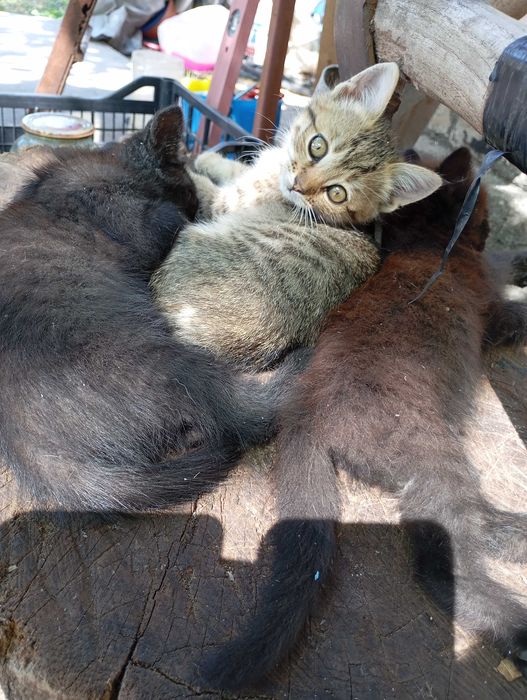 Кошеня в добрі руки