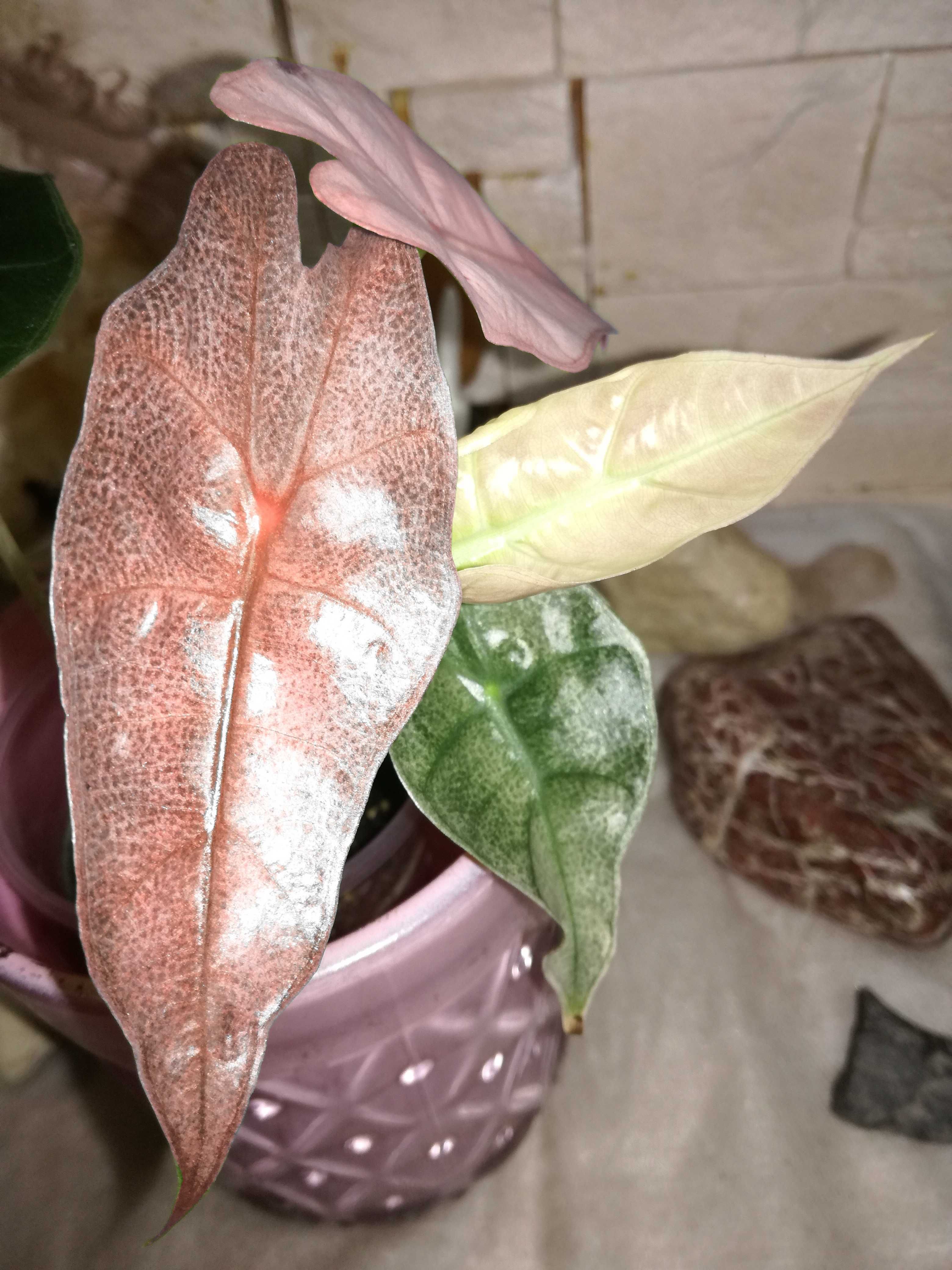 NOWOŚĆ! INTERNATIONAL Alokazja Amazonica Pink Variegata Alocasia róż