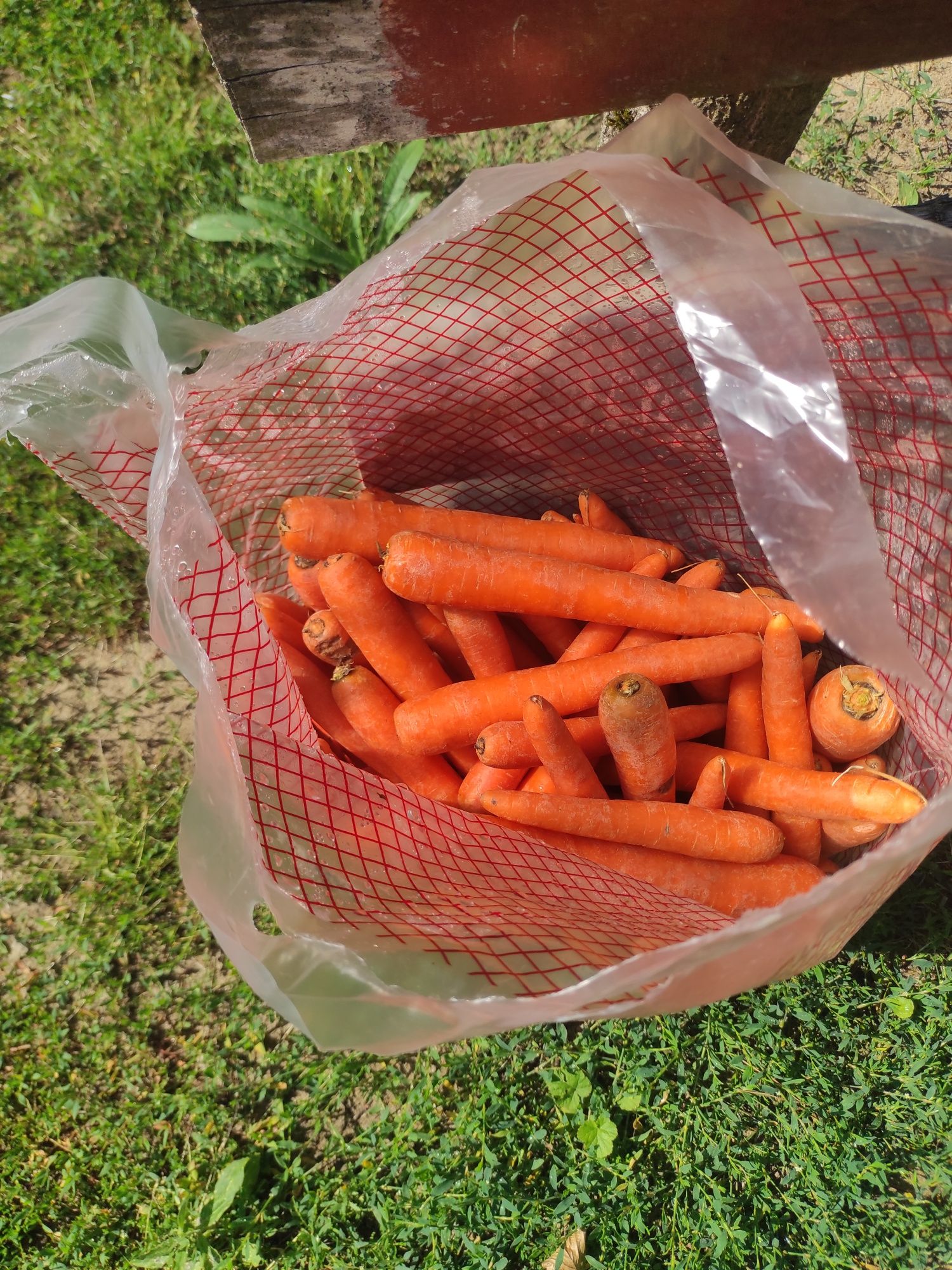 Młoda Marchew odpadowa  świeża w workach 20kg  15 kg 10 k