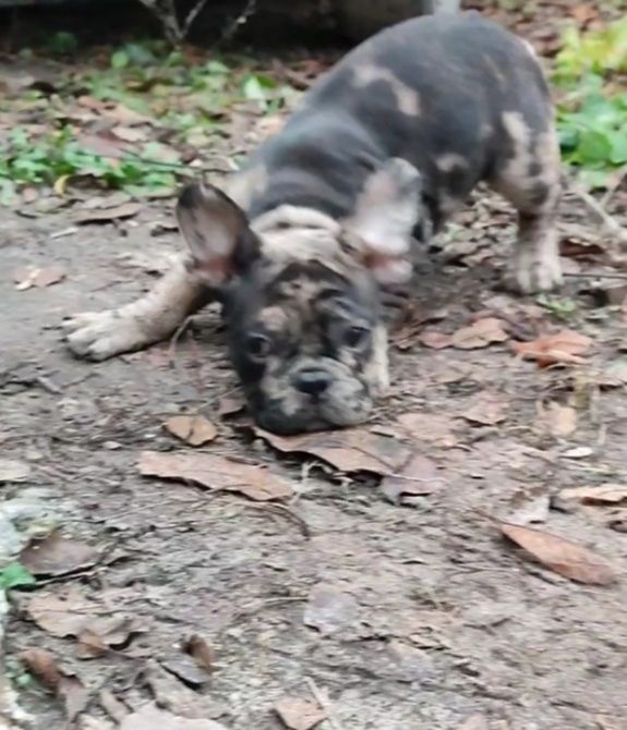 Девочка мерле французского бульдога