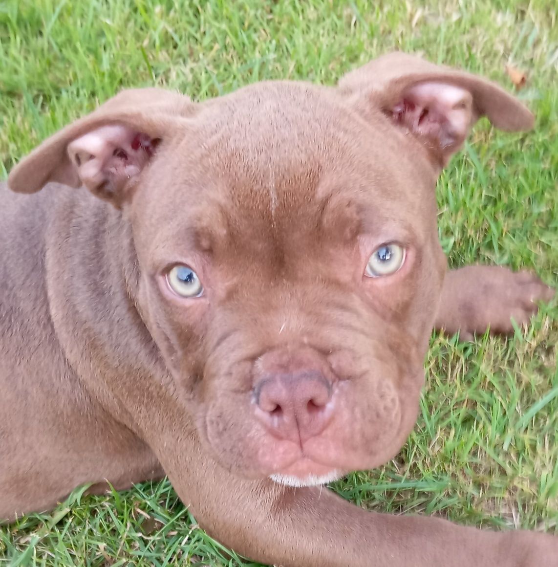American Bully Pocked suczka ABKC