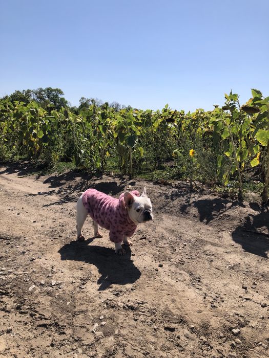 Французький бульдог