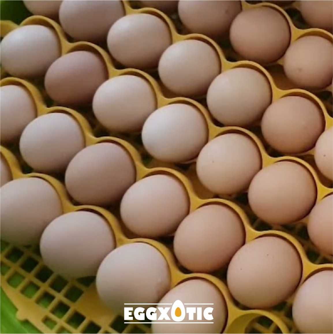 Chocadeira Automática - Galinhas, Aves Exóticas e Reptéis