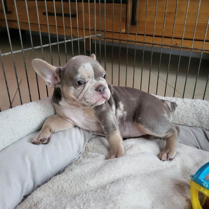 Buldog francuski , new shade, Isabella merle