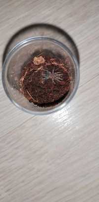 Acanthoscurria geniculata L2