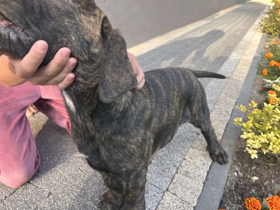 Piesek Cane Corso