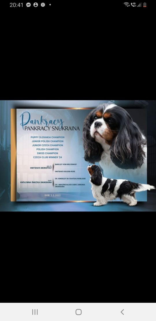 Cavalier King Charles Spaniel ZKwP FCI