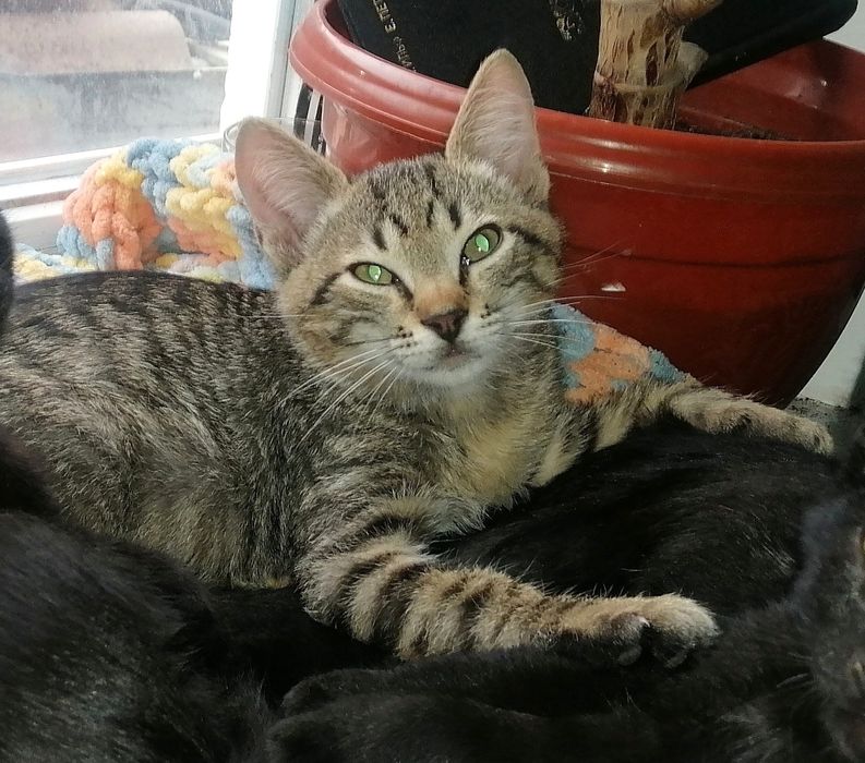 Котик-смугастик. 3 місяці. Шукаємо родину!