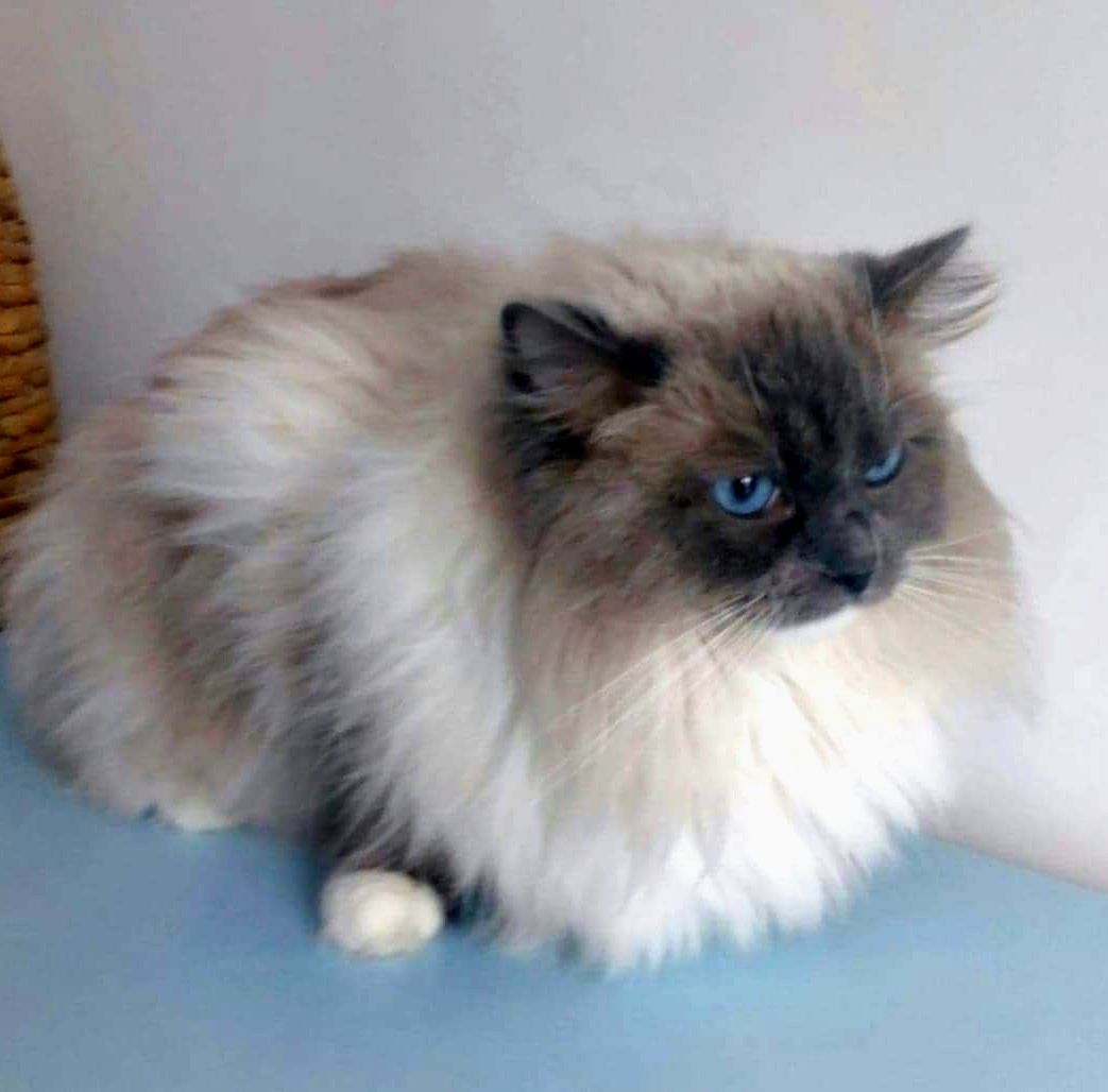 Oferta krycia NATIONAL CHAMPION ragdoll reproduktor blue mitted