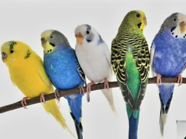 Papugi faliste samce I samiczki.