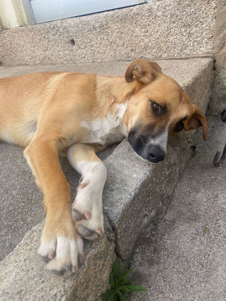 ÁTILA - cachorra para adoção responsável