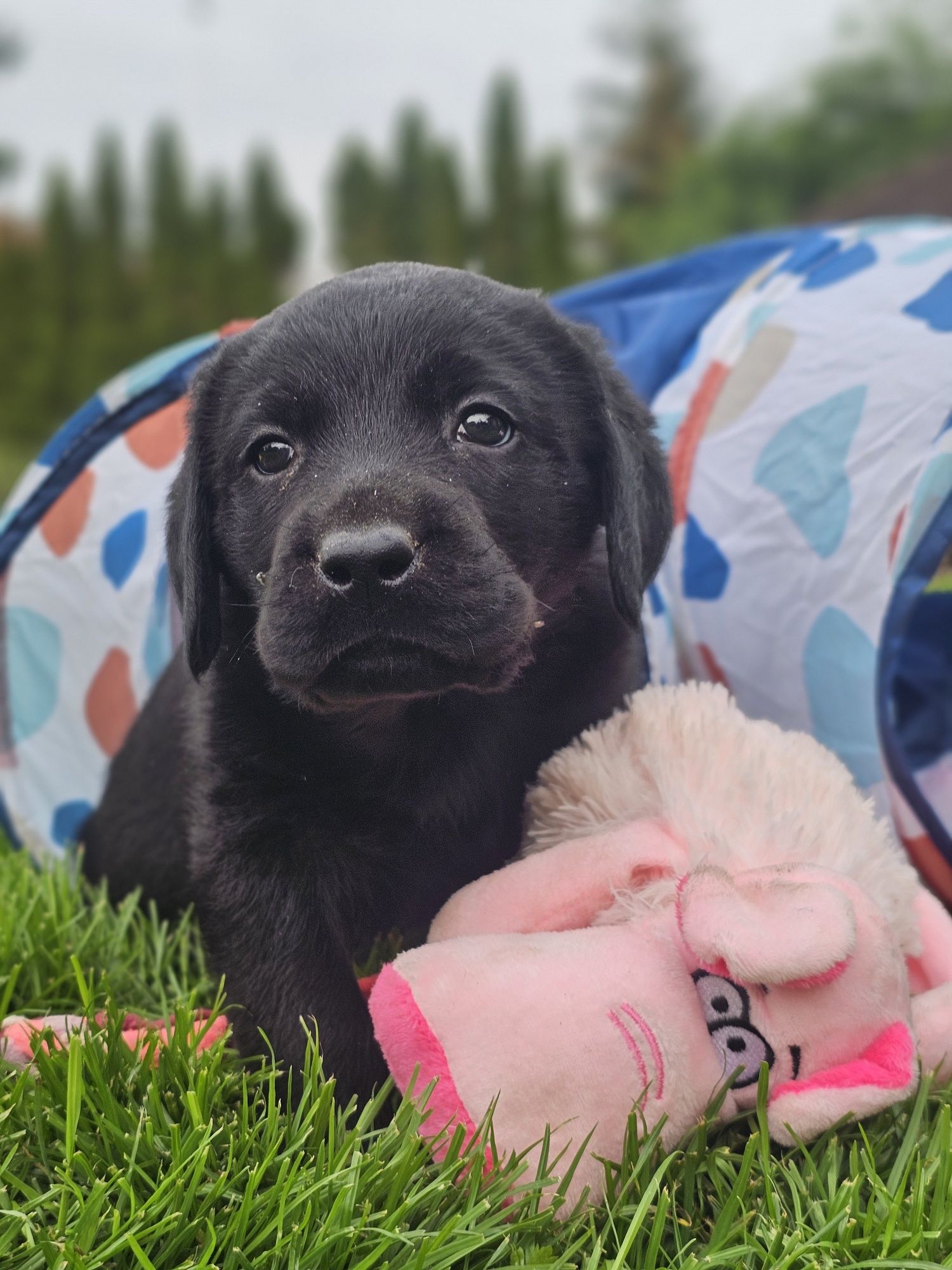 Labrador retriever szczenię