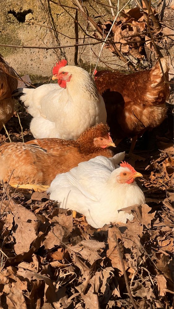 Ovos de galinha caseira