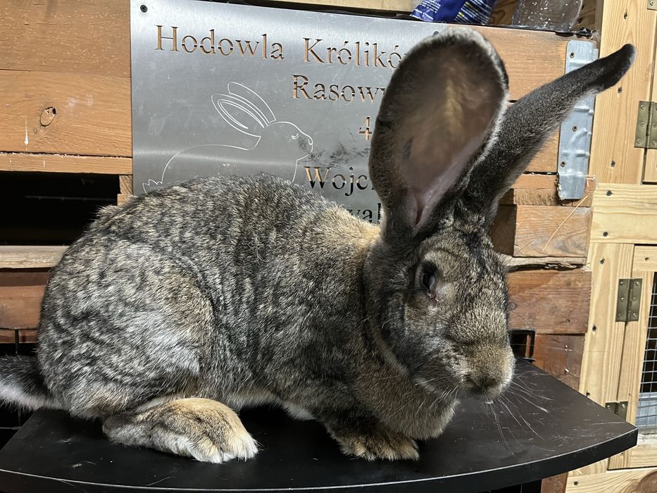 Samica olbrzym belgijski szary rodowód