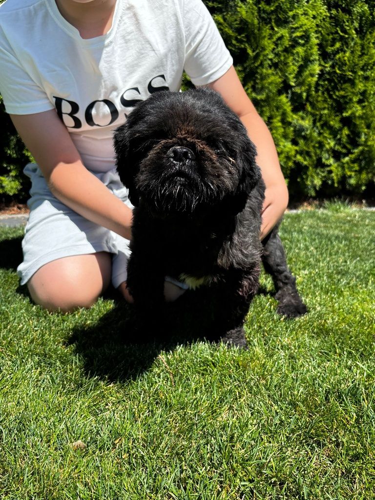 Shih tzu pies reproduktor