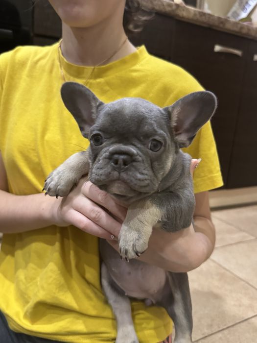 Две девочки 1,5 мес