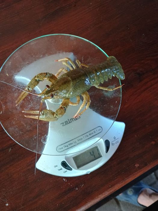 РАКИ живі та варені