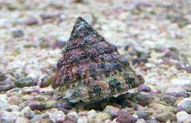 Ślimak Turbo Snail