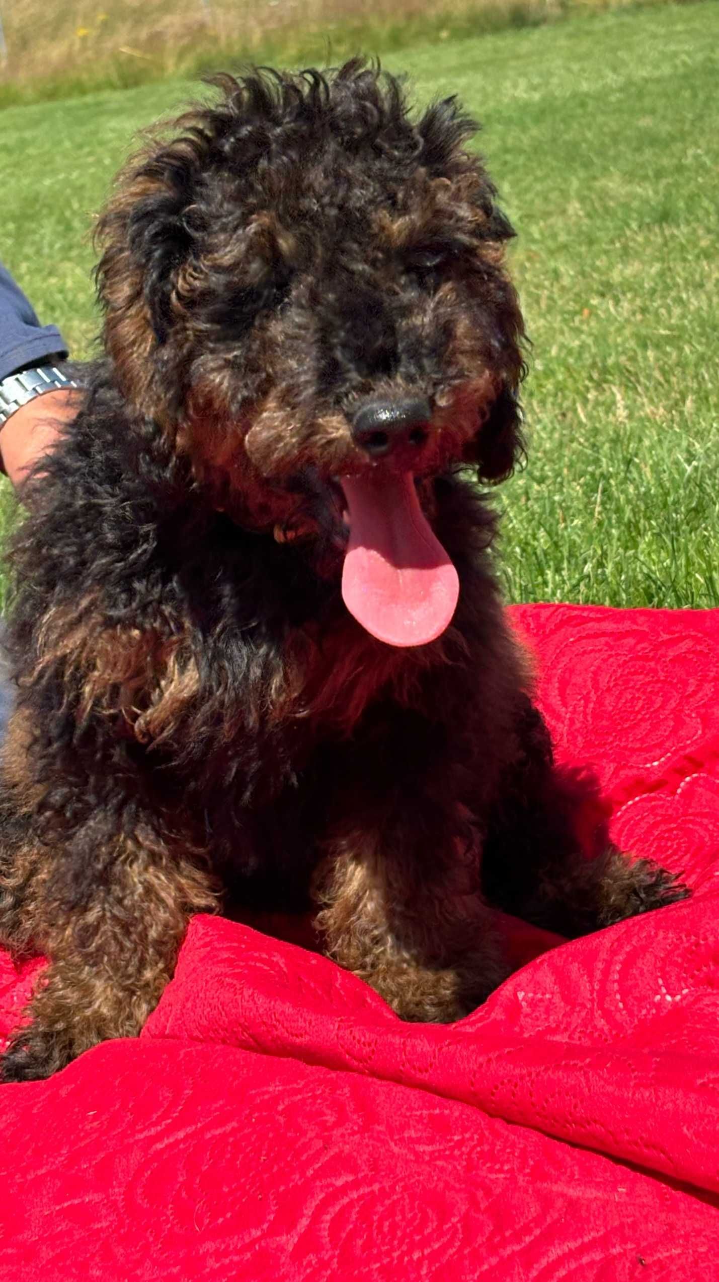 Samiec mini labradoodle f2 czarny