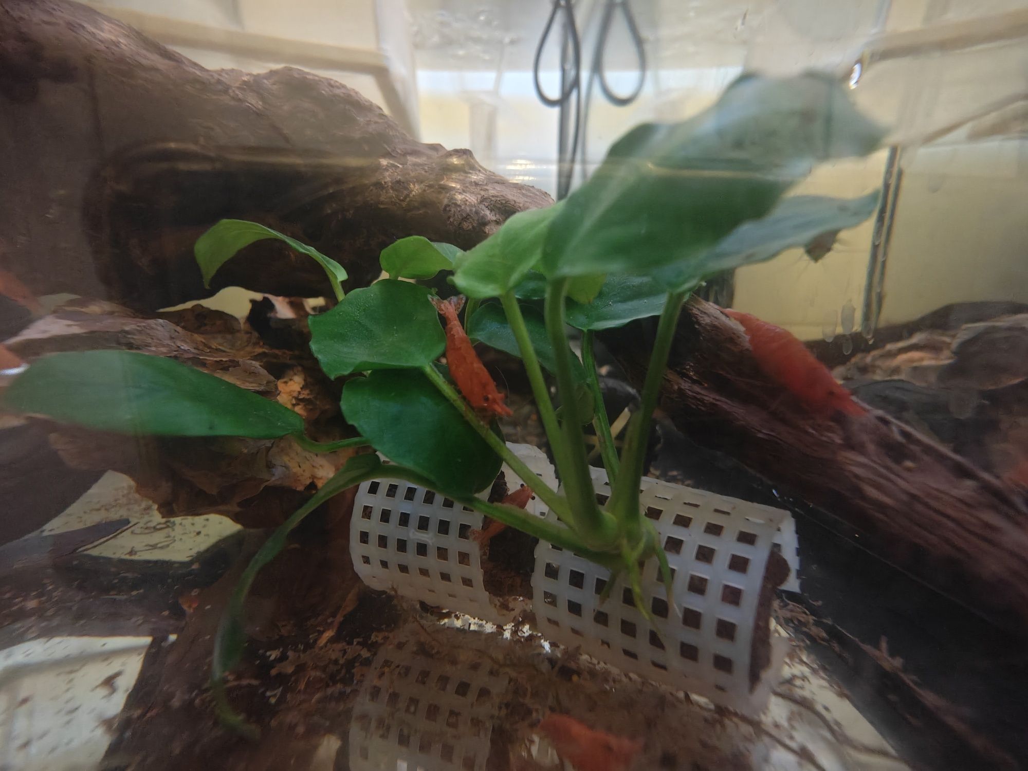 Peixes, camarões e plantas! (Fácil para iniciar o hobby)