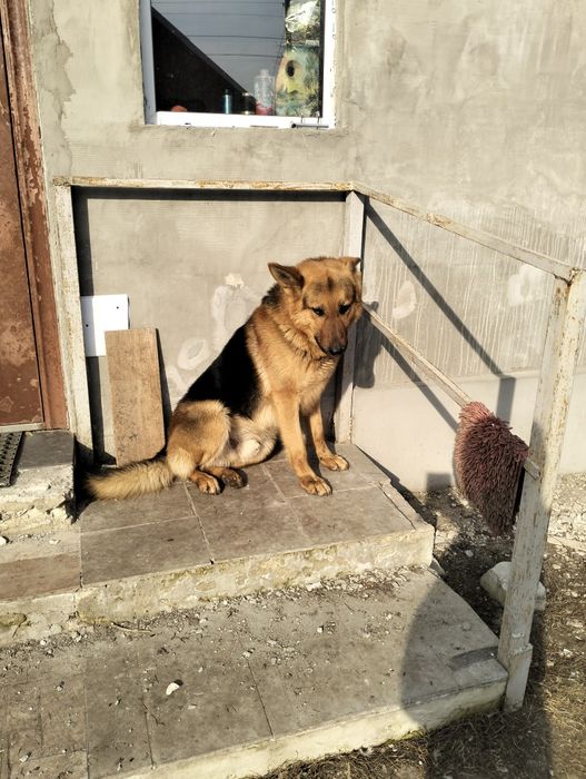 Цуценята німецької вівчарки