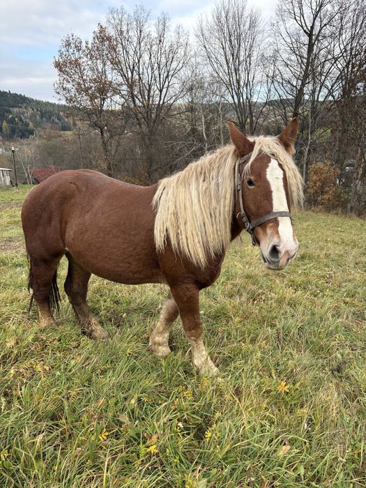 Sprzedam klacz 2,5 letnią