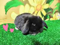 PIĘKNY Mini Lop czarny baranek miniaturka królik i teddy