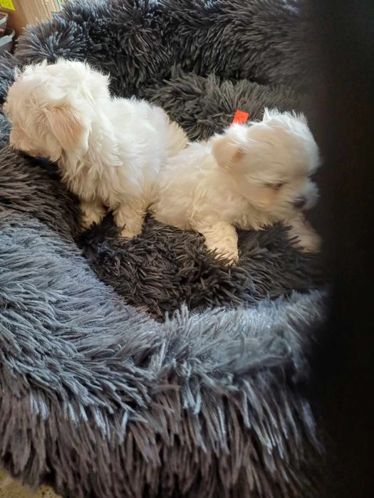 Maltanczyk śliczny piesek