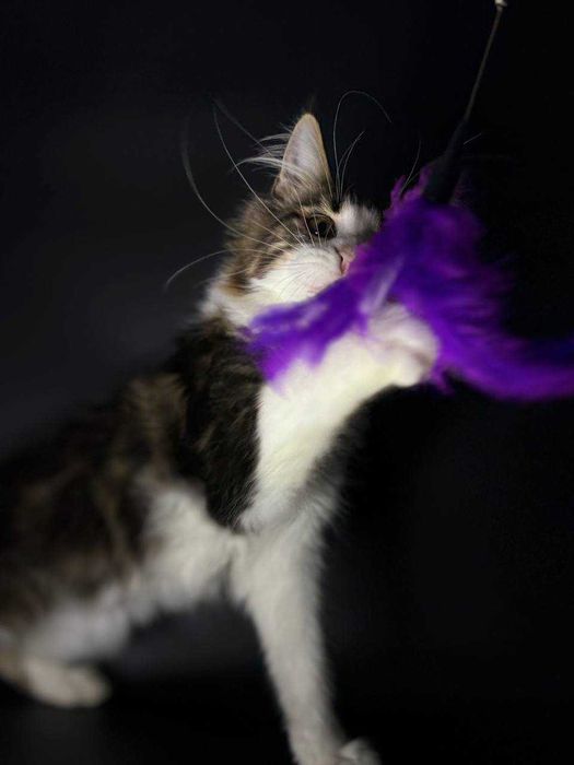 Елітна мейн-кун кішечка паспорт WCF, щеплення, зручна доставка