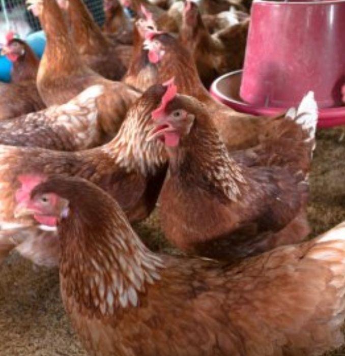 Кури,циплята, Бройлер,качки,гуси