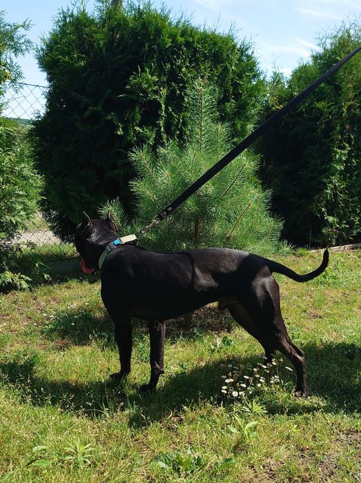 американський пітбуль. АПБТ Доставка. Pitbull. Харків