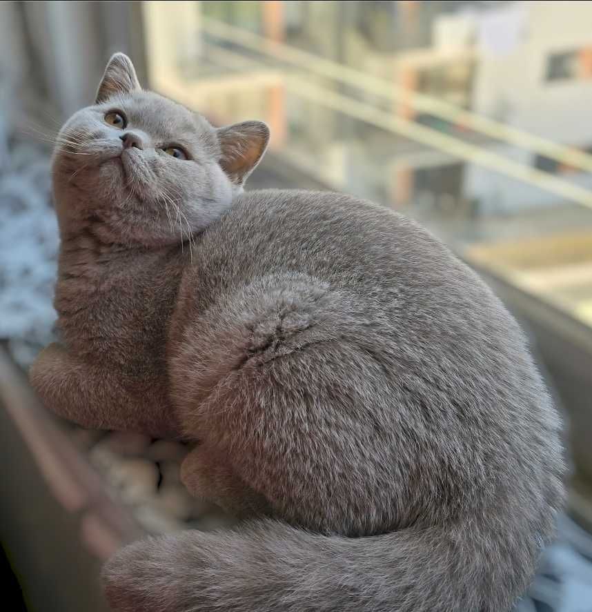 British Shorthair lilás macho com Lop