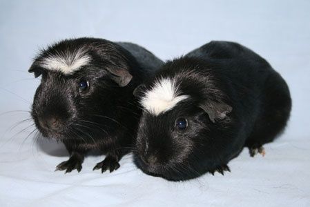 Свинки породы Крестед,Коронет
