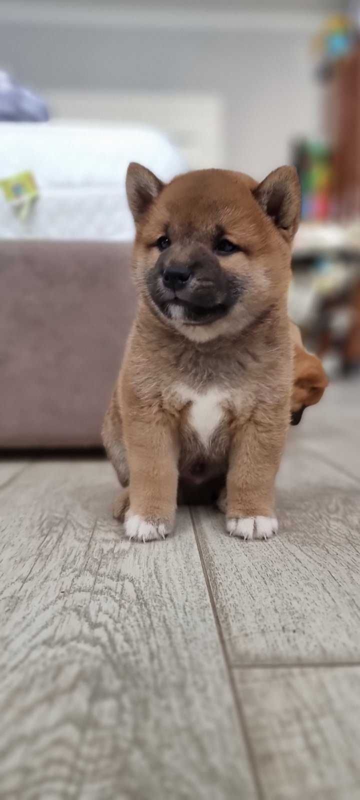 Шиба іну  Сиіба іну ,Shiba inu , Шиба ину