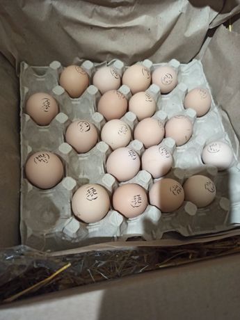 Яйце на інкубацію домінант крапчатий